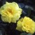 Allgold - 
