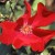 Altissimo - 