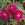 Amadis - 