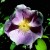 Anemone Rose - 