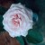 Anna Pavlova - 