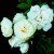 Anna-Marie de Montravel - 