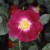 Anne of Geierstein - 