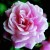 Anne-Marie Laing - 