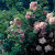 Apple Blossom - 