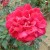 Archduke Charles - 