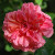 Archiduc Joseph - 