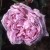 Archiduchesse Elizabeth d'Autriche - 