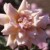 Arethusa - 