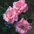 Armada - 