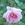 Auguste Roussel - 