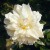 Baby Alberic - 