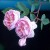 Baltimore Belle - 