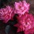 Beauty of Rosemawr - 