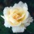 Belle Lyonnaise - 