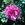 Belle Poitevine - 