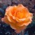 Bettina - 