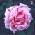 Blairii No. 1 - 