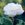 Blanc de Vibert - 