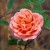 Blessings Climber - 