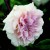 Bloomfield Abundance - 
