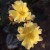 Bloomfield Dainty - 