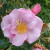 Blueberry Hill - 