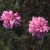 Blush Boursault - 