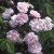 Blush Noisette - 