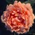 Breath of Life - 