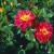 Cambridgeshire - 