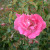 Camellia Rose - 