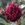 Capitaine Basroger - 