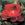 Cardinal Hume - 