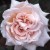 Catherine Mermet - 