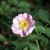 Catherine Seyton - 