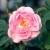 Celestial - 