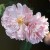 Celsiana - 