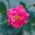 Chaplin's Pink - 