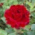 Chateau de Clos Vougeot - 