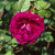 Chianti - 