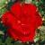 Christian Dior - 