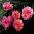 Clementina Carbonieri - 