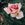 Comtesse Vandal - 