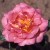 Comtesse du Cayla - 