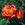 Condesa de Sastago - 