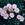 Coral Cluster - 