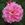Coral Creeper - 