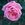 Coral Dawn - 