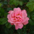 Coralie - 
